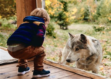 parc animalier omega canada|parc omega wolf cabin price.